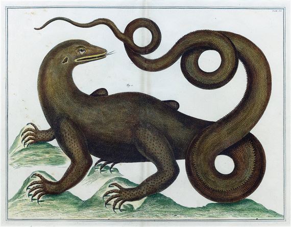 Engraving of a Squamata or Komodo Dragon by Albertus Seba, 1734-1765