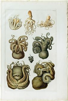 Octopi] Tab II - Albertus Seba