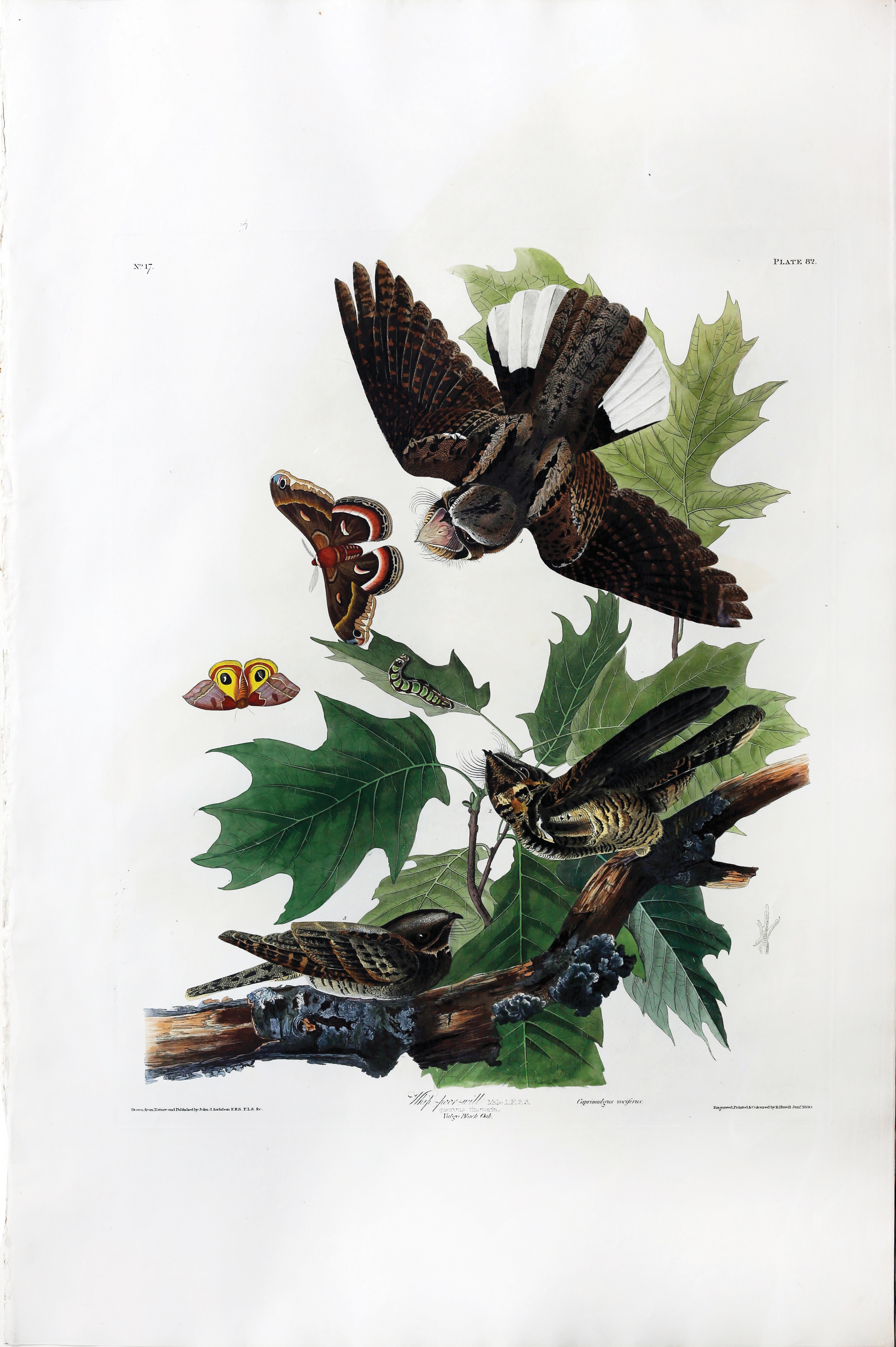 John James Audubon | Whip-poor-will, Plate 82 (1827 - 1838) | MutualArt