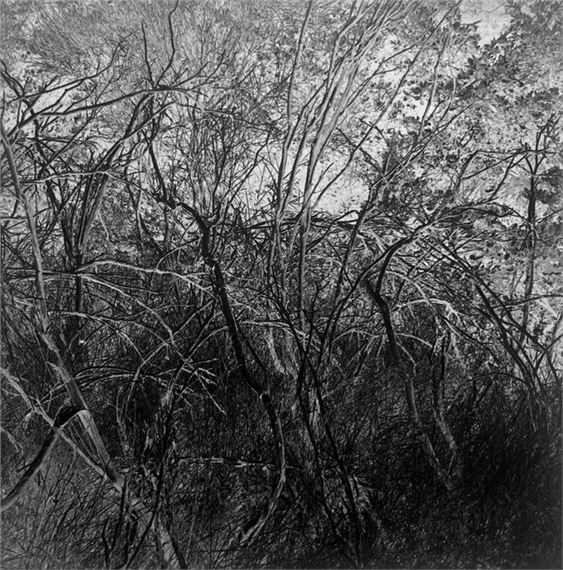 Sous-Bois by Michel Cabaud, c. 1980