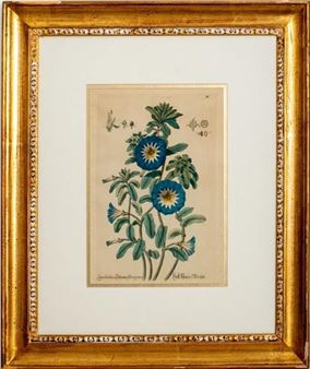 Botanical Study - Basilius Besler