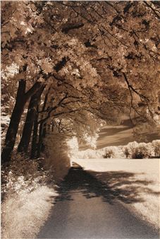 THE PATH AHEAD - Ily Szilagyi