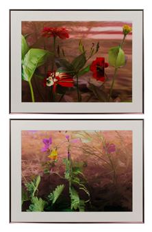 Wild Geranium – Geranium Maculatum - Bruce Checefsky