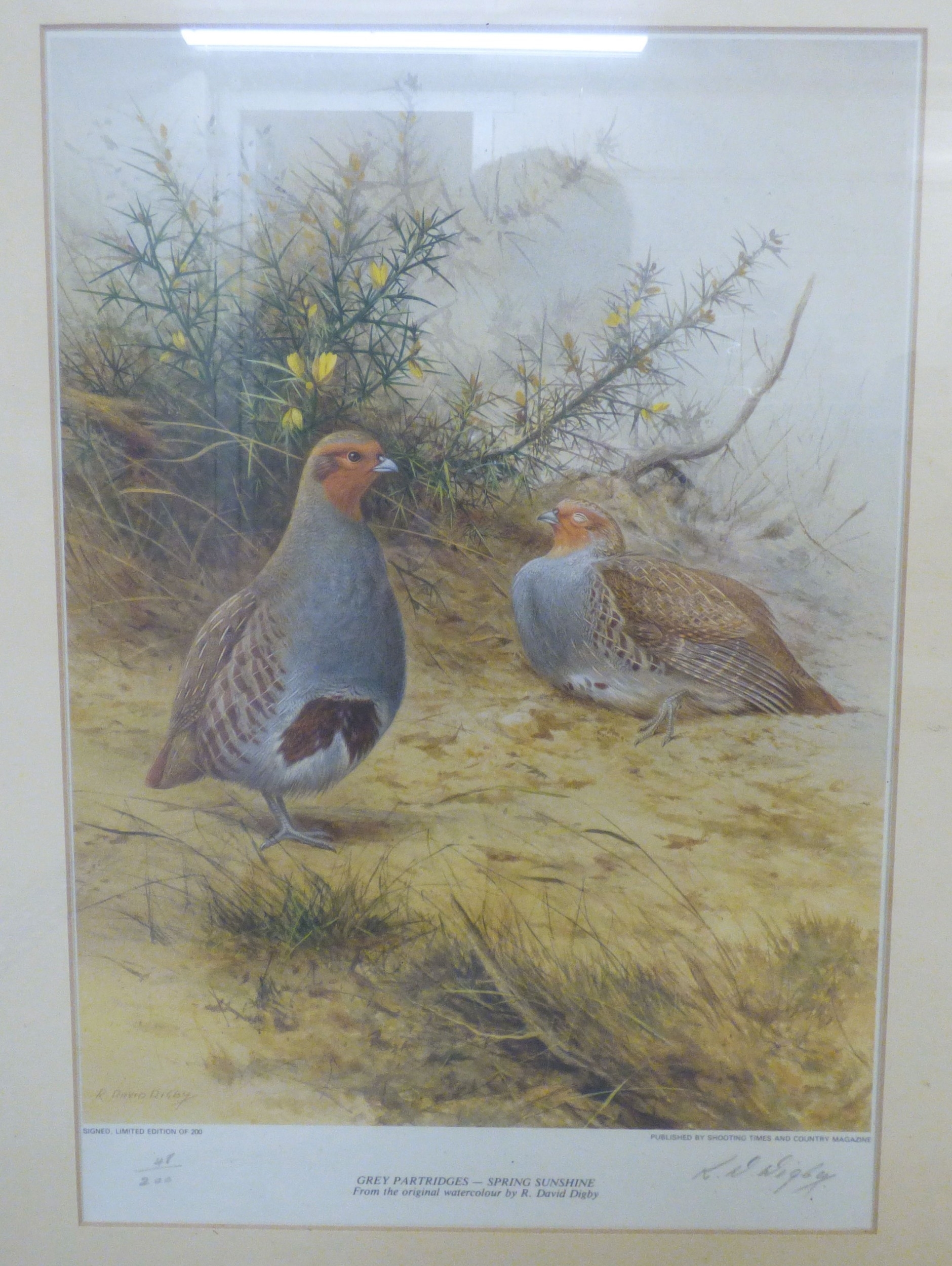 R. David Digby | a series of four ornithological studies | MutualArt