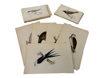 107 book pages of hand-coloured plates of birds - Francis Orpen Morris