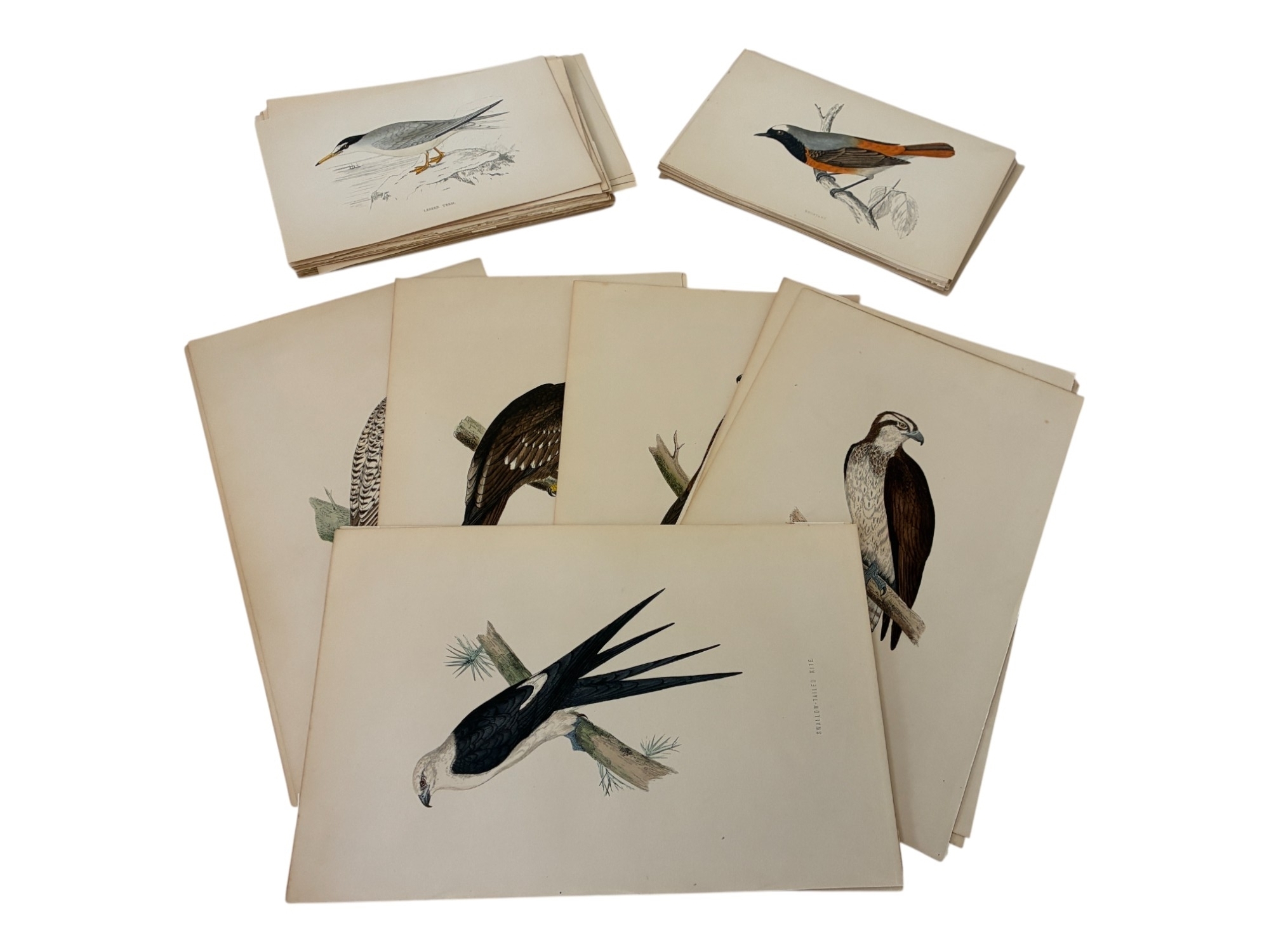 Artwork by Francis Orpen Morris, 107 book pages of hand-coloured plates of birds