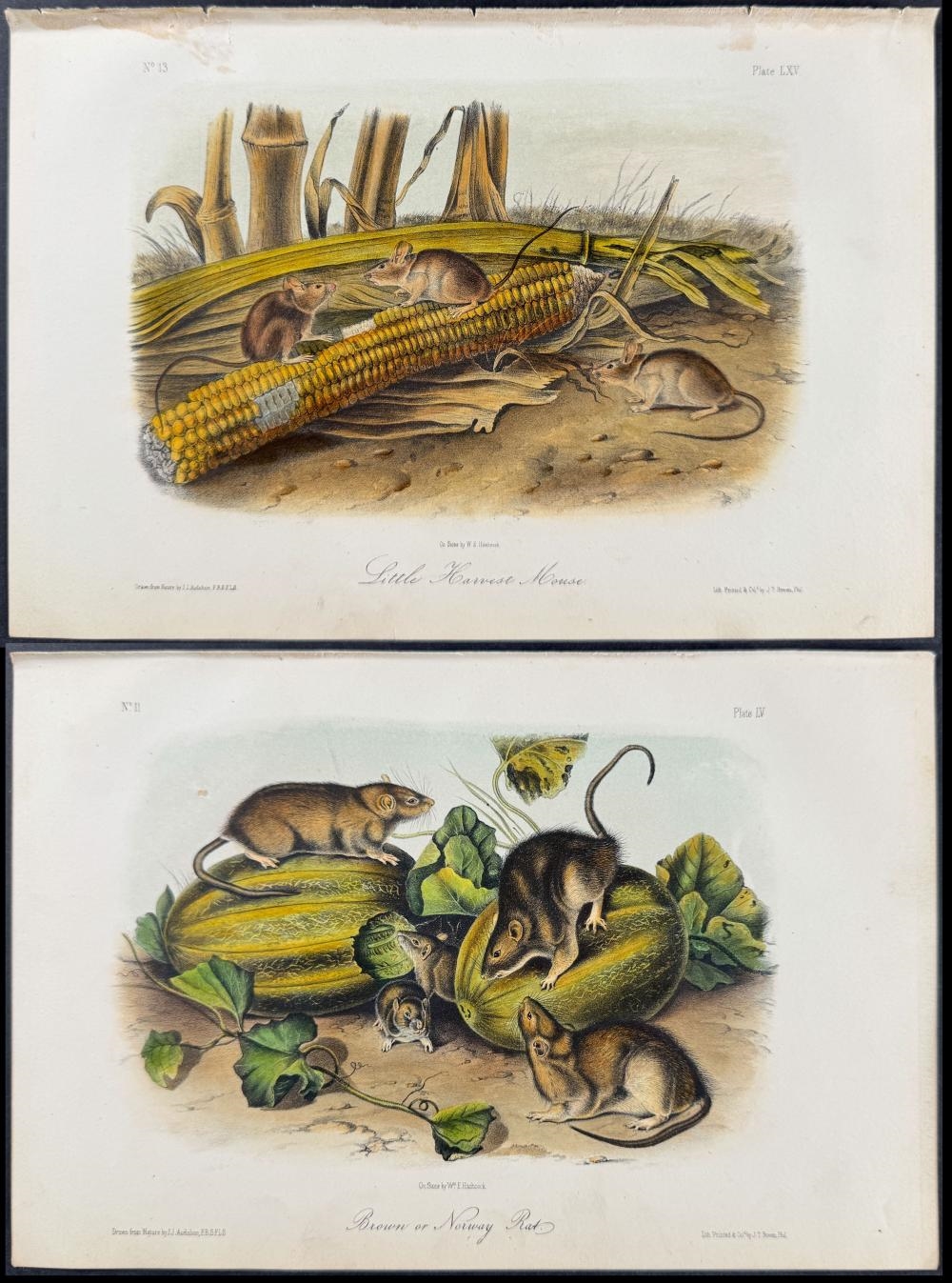 John James Audubon | 3 Rat & Mouse Lithographs (Circa 1854) | MutualArt
