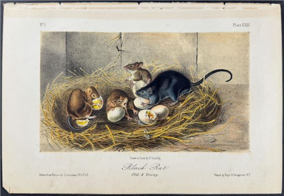 John James Audubon | 3 Rat & Mouse Lithographs (Circa 1854) | MutualArt