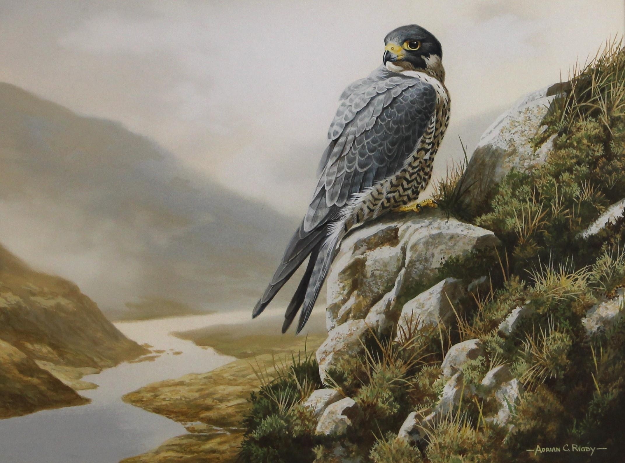 Adrian Rigby | A peregrine falcon in a rocky landscape | MutualArt