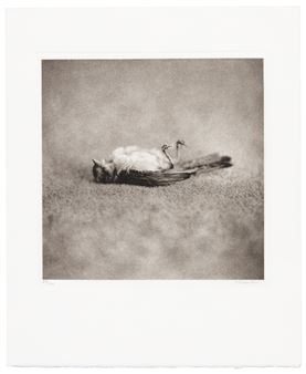 Small Deaths - Kate Breakey