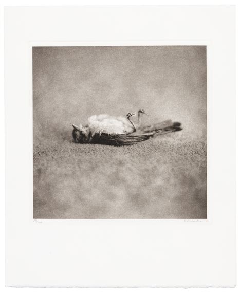 Small Deaths - Kate Breakey