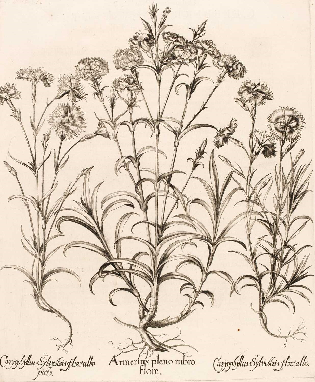 Artwork by Basilius Besler, Armerius pleno rubro flore, Made of Uncoloured Engraving On Laid