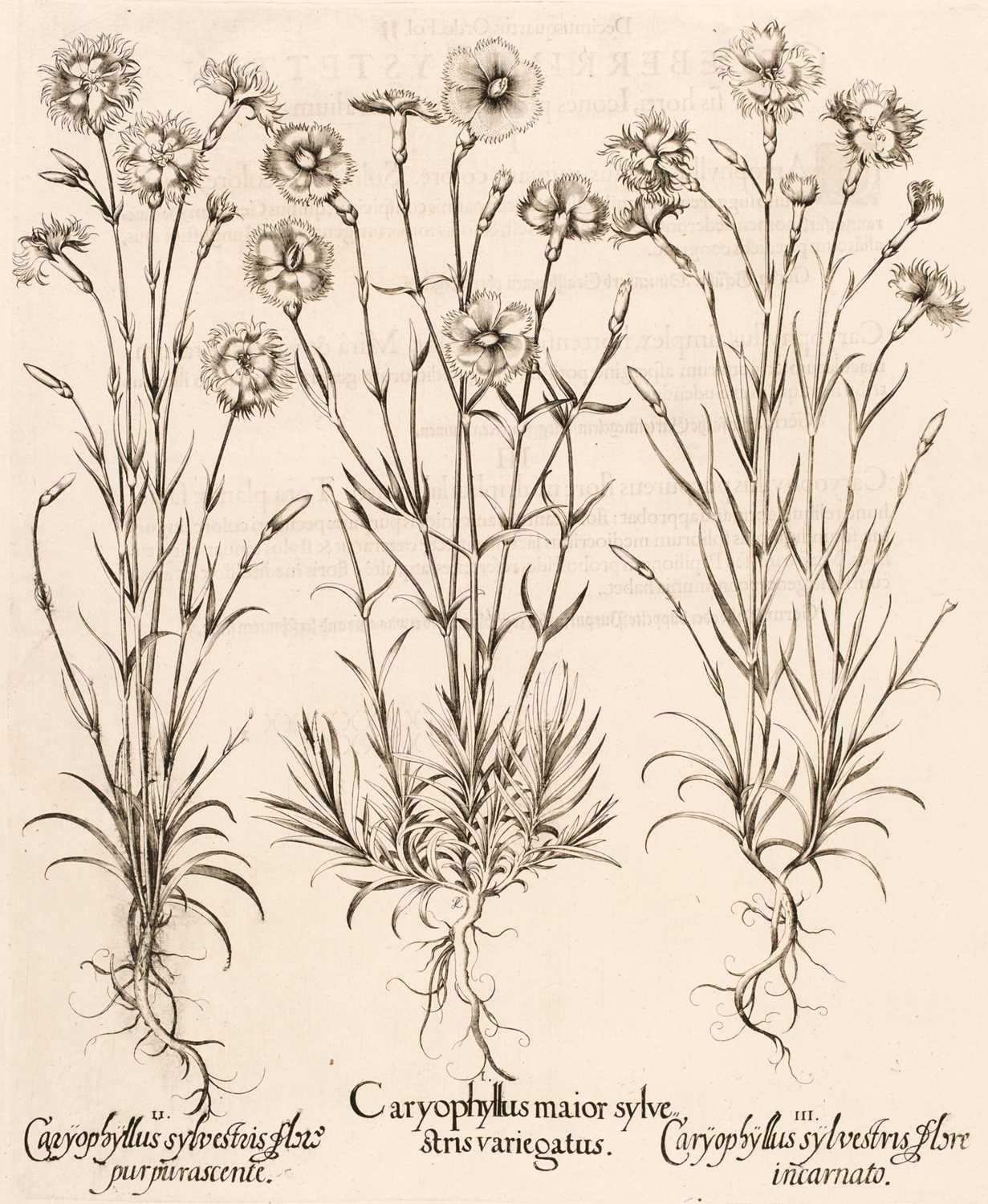 Basilius Besler | Caryophyllus maior sylvestris variegatus (1613 - 1713 ...