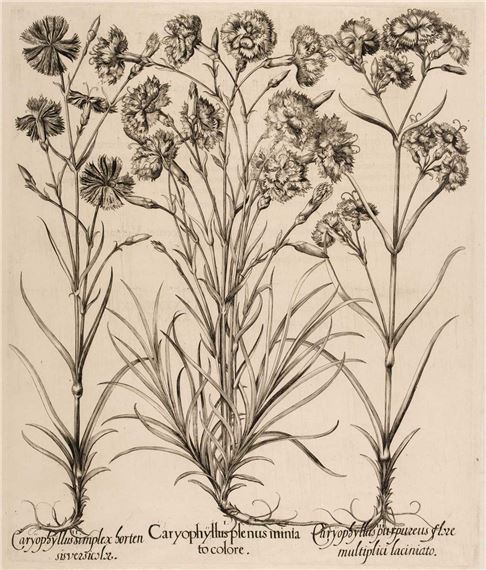 Caryophyllus plenus minia tocolore by Basilius Besler, [1613-1713]