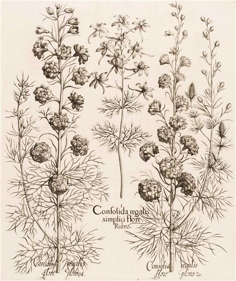 Consolida regalis simplici flore rubro by Basilius Besler, 1613-1713