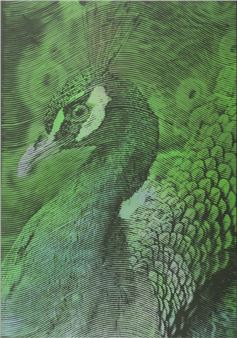 Olympeacock IV - Kamil Kmiecik