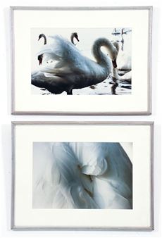 2 Swan Studies - Pamela Z. Bryan