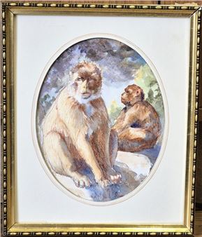 Barbary Macaques, Gibraltar - Vin Misfud