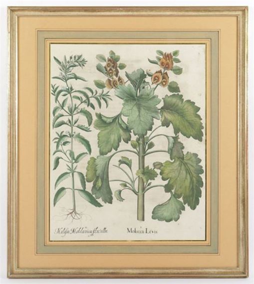 Melissa Moldavica by Basilius Besler, um 1613