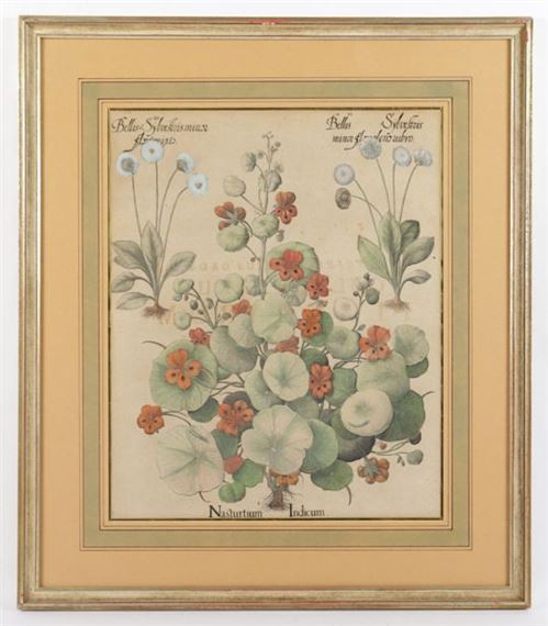 Nasturtium Indicum by Basilius Besler, um 1613