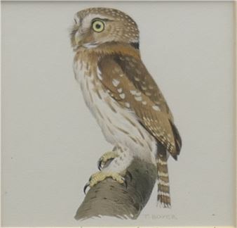 Cuban Tawney Owl from Owls of the World - Trevor Boyer