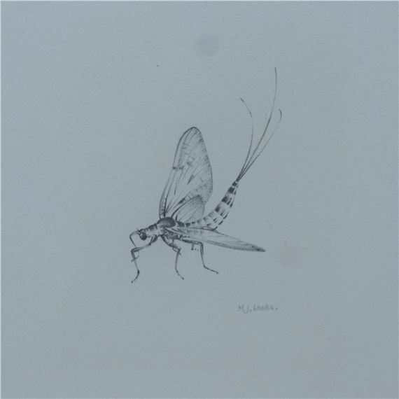Mayfly - Michael J. Loates