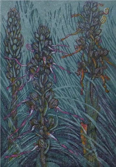 Lizard Orchid - John Paige