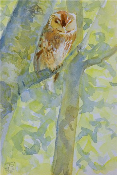 Tawny Owl - John Paige