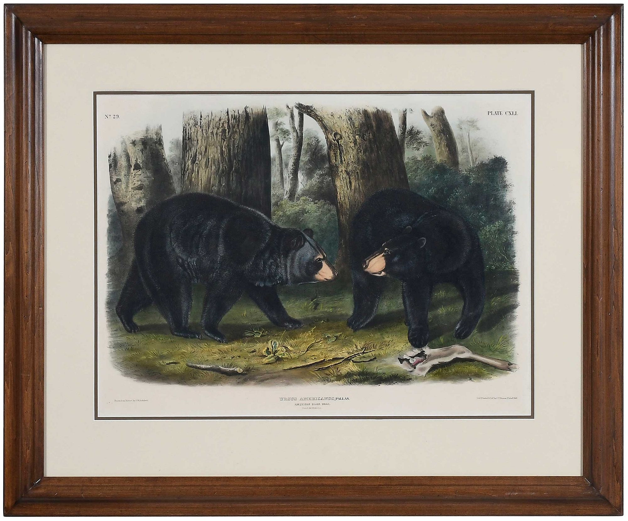 Artwork by John Woodhouse Audubon, Plate CXLI Ursus Americanus, Pallas, from The Viviparous Quadrupeds of North America, Made of hand-colored lithograph with gum arabic on wove paper