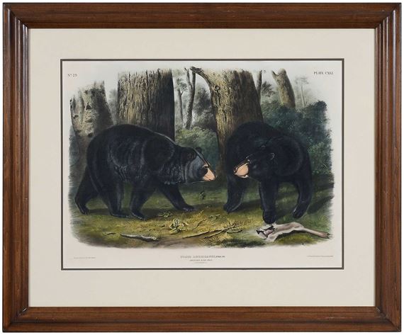 Plate CXLI Ursus Americanus, Pallas, from The Viviparous Quadrupeds of North America - John Woodhouse Audubon