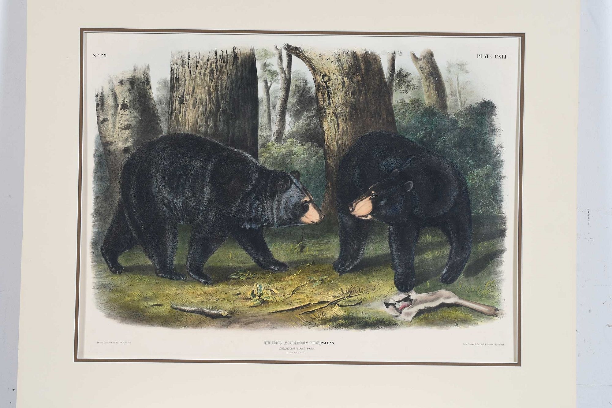 Artwork by John Woodhouse Audubon, Plate CXLI Ursus Americanus, Pallas, from The Viviparous Quadrupeds of North America, Made of hand-colored lithograph with gum arabic on wove paper