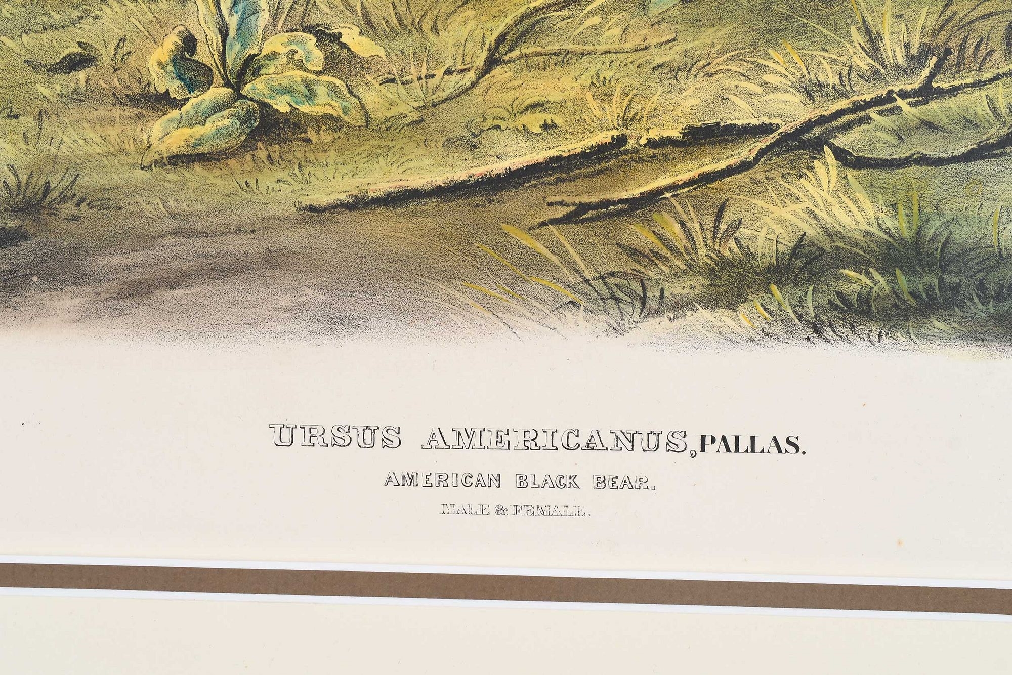 Artwork by John Woodhouse Audubon, Plate CXLI Ursus Americanus, Pallas, from The Viviparous Quadrupeds of North America, Made of hand-colored lithograph with gum arabic on wove paper