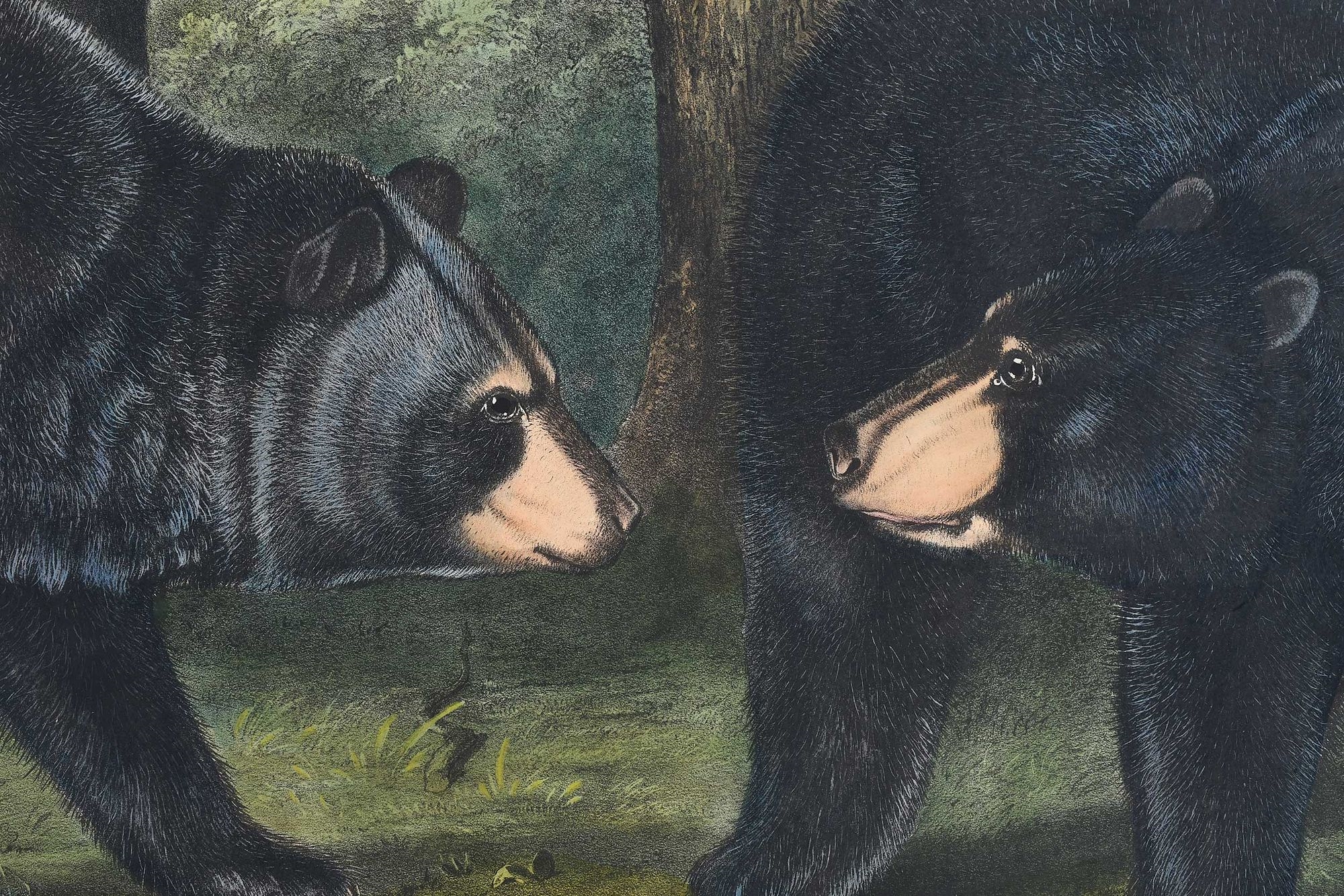 Artwork by John Woodhouse Audubon, Plate CXLI Ursus Americanus, Pallas, from The Viviparous Quadrupeds of North America, Made of hand-colored lithograph with gum arabic on wove paper