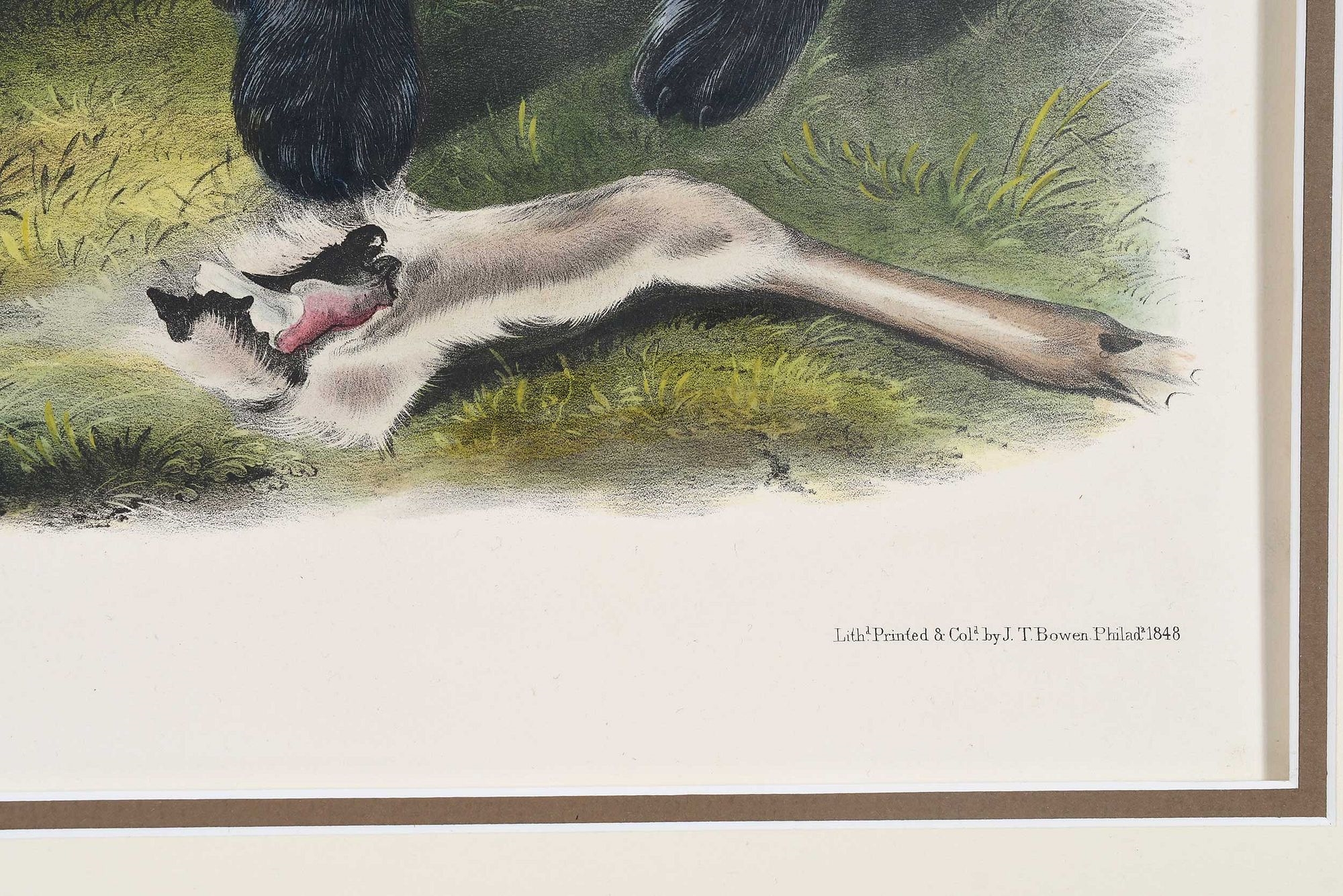 Artwork by John Woodhouse Audubon, Plate CXLI Ursus Americanus, Pallas, from The Viviparous Quadrupeds of North America, Made of hand-colored lithograph with gum arabic on wove paper