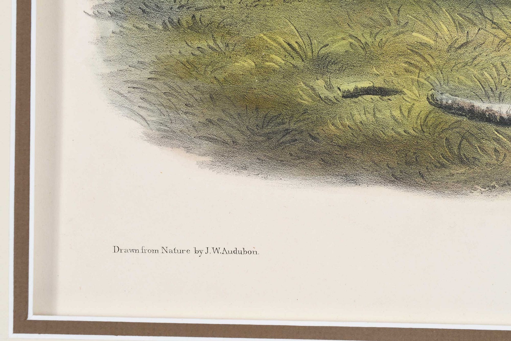 Artwork by John Woodhouse Audubon, Plate CXLI Ursus Americanus, Pallas, from The Viviparous Quadrupeds of North America, Made of hand-colored lithograph with gum arabic on wove paper