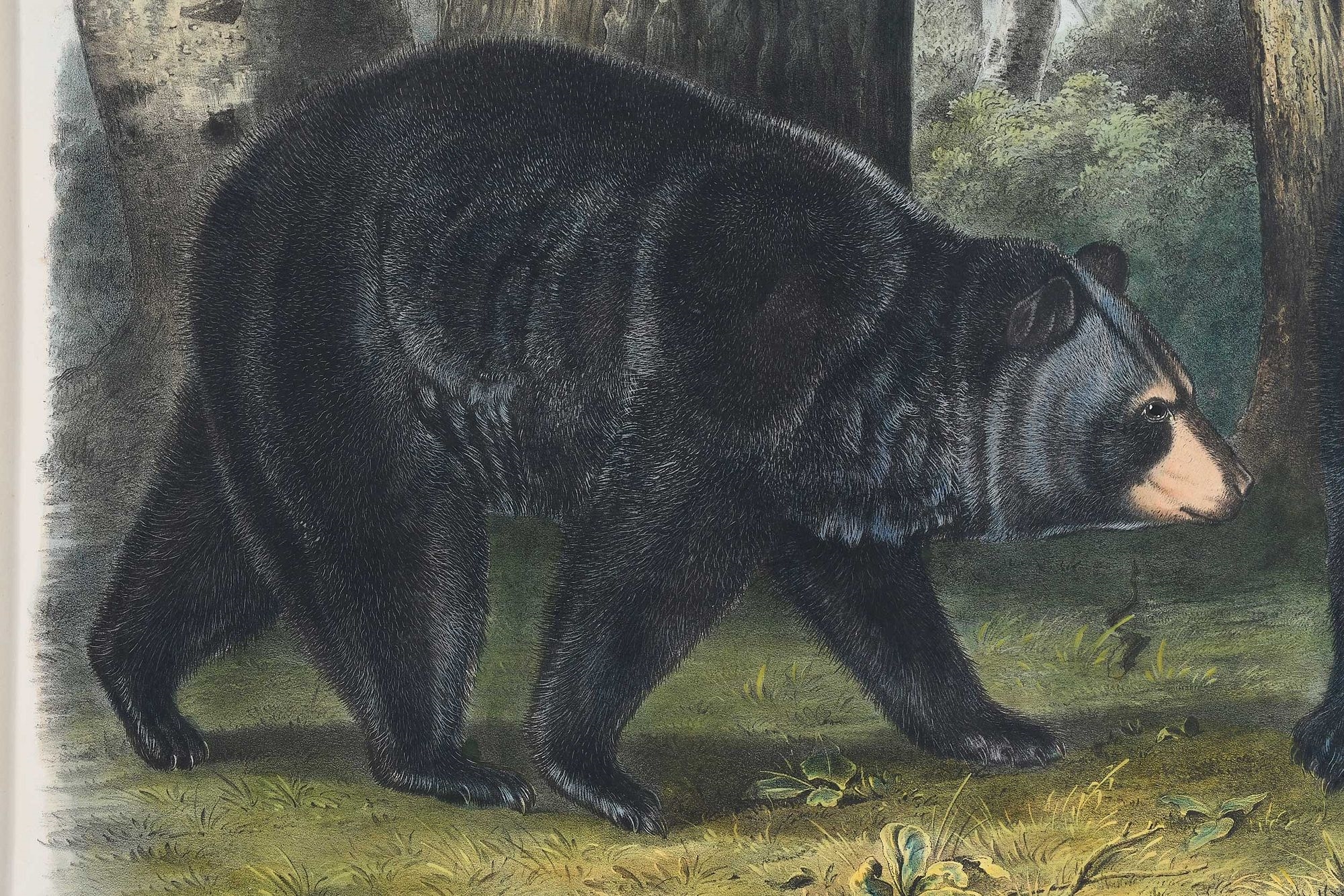 Artwork by John Woodhouse Audubon, Plate CXLI Ursus Americanus, Pallas, from The Viviparous Quadrupeds of North America, Made of hand-colored lithograph with gum arabic on wove paper