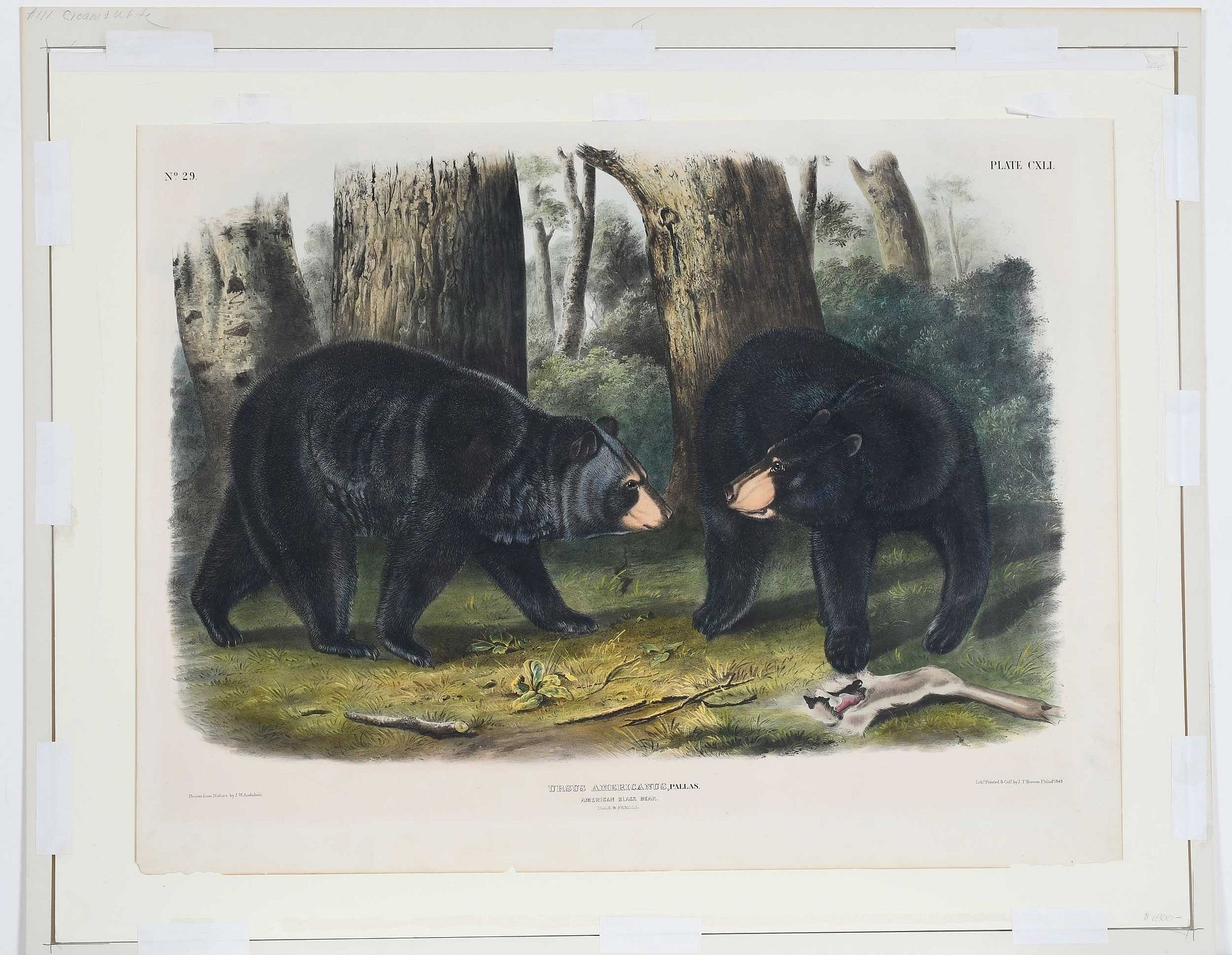 Artwork by John Woodhouse Audubon, Plate CXLI Ursus Americanus, Pallas, from The Viviparous Quadrupeds of North America, Made of hand-colored lithograph with gum arabic on wove paper