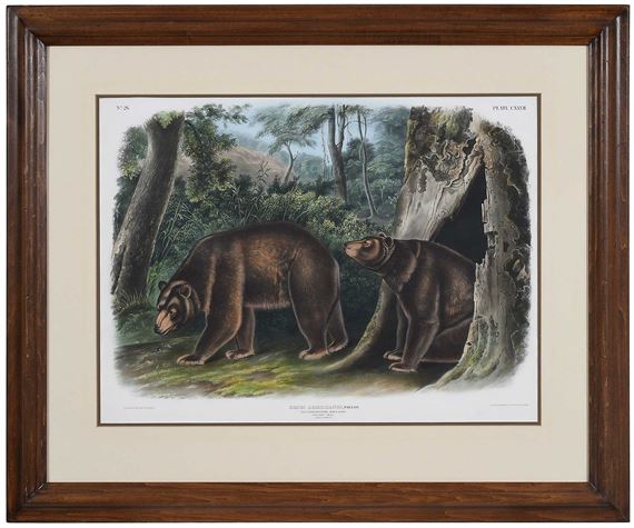 Cinnamon Bear - John Woodhouse Audubon