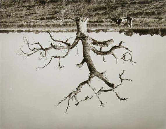 Oak Tree, Red Bluff #8 - Rodney Graham