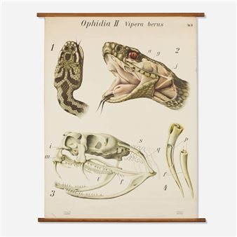 Vipera berus (Reptilia, Ophidia II) poster - Paul Pfurtscheller