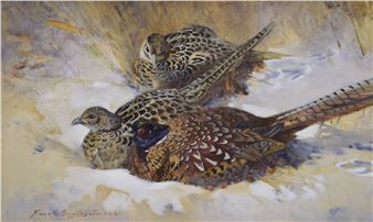 Sheltering in the dry ditch. Pheasants - Frank Southgate