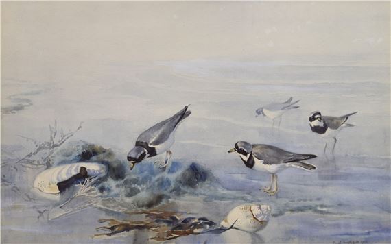 Plovers, four birds and seashells on the shoreline by Frank Southgate, 1900