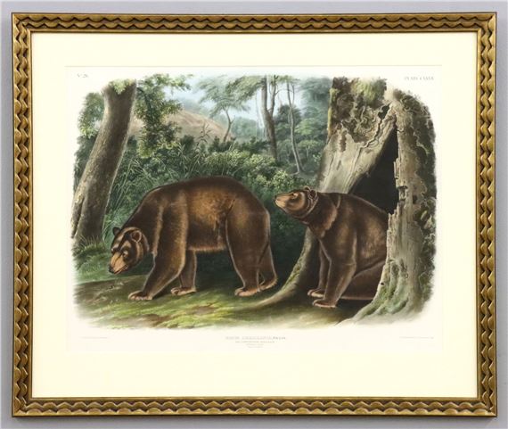 Ursus Americanus, Pallas (Cinnamon Bear - John Woodhouse Audubon