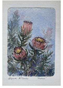 Proteas - Elspeth Mccombe