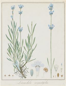 Lavandula angustifolia - Friedrich‏ Guimpel