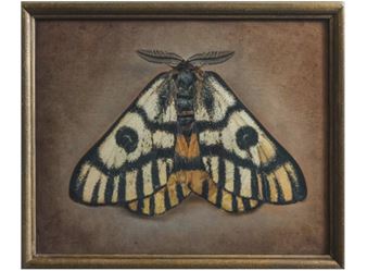 Kate Breakey: In Pursuit of Light - Joseph Bellows Gallery, La Jolla