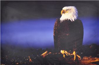 American Bald Eagle - Thomas Mangelsen