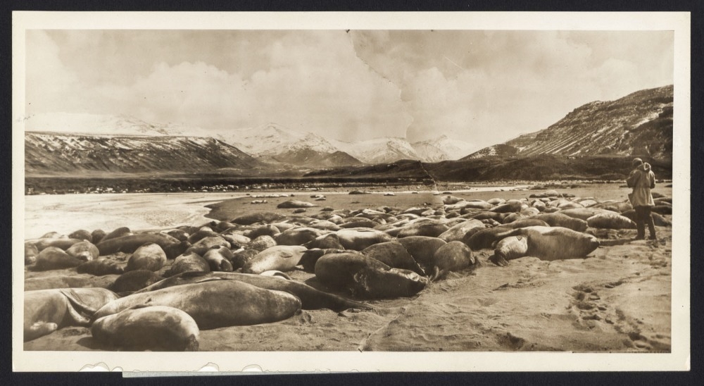 Frank Hurley | A Cradle of Sea-Elephant Life in the Remote Crozet ...