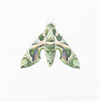 Oleander Hawk-moth - Richard Lewington