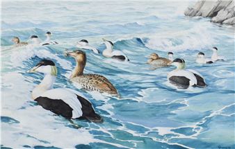 Seabirds on the ocean - Owen Williams